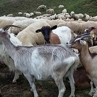 Direttive per la disciplina della monticazione e demonticazione del bestiame sul territorio della Provincia autonoma di Trento - anno 2022 - foto n.e. PAT