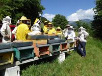 Undici lezioni per conoscere le api e imparare l'apicoltura