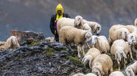 MUSE: In transito. Storie di pastori, greggi e lupi - giovedì 14 aprile 2022 dalle ore 18.30