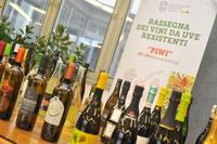 1^ Rassegna dei vini Piwi, oggi alla FEM focus scientifico e riconoscimenti alle cantine: 18 premi e 13 menzioni d'onore