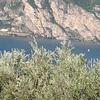 Olivicoltura sul Garda, immagine tratta dalla pubblicazione Terratrentina n. 5_2014
