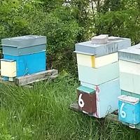 Bando apicoltura - annualità 2020-21 - elenco beneficiari ammessi a liquidazione (foto n.e. - PAT)