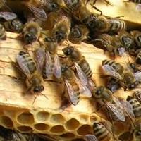 Da uno studio internazionale, i comportamenti delle api all'interno dell'alveare affetto da varroa