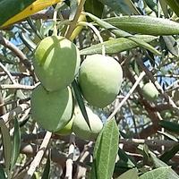 Dall’olivaia al frantoio. (foto n.e. - PAT)