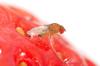 Drosophila suzukii,  inverno mite e popolazione aumentata. Avanti con i lanci dei parassitoidi