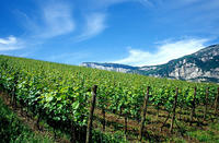 In arrivo 3 milioni di euro per il settore vitivinicolo ed enoturistico - FOTO: Vigneto - Archivio ufficio stampa PAT