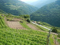 Insediamento giovani agricoltori, ulteriori aiuti per 960mila euro - Paesaggio agricolo in Trentino [ Provincia autonoma di Trento]