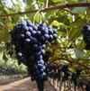 OCM vino: domande per ristrutturazione e riconversione viticola 2014-15