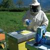 Tecnico apicoltore, immagine tratta dalla pubblicazione Terratrentina dicembre 2014
