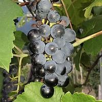 Sigillo SQNPI solo per vini da produzione integrata. (foto n.e. - PAT)